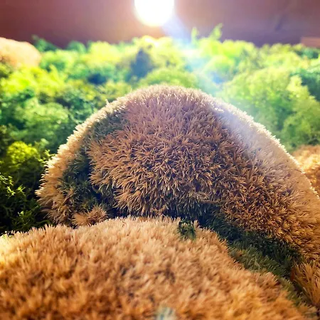 Landgasthof Kanz Casa de hóspedes