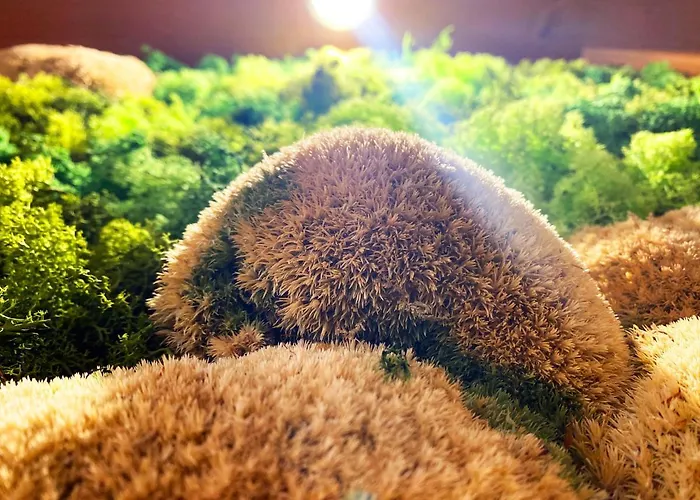 Landgasthof Kanz Gasthuis